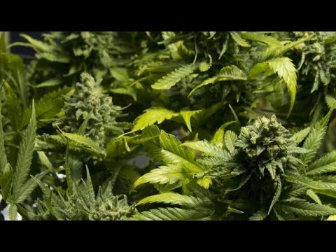 Uruguay struggles to care for with question after legalizing marijuana thumbnail