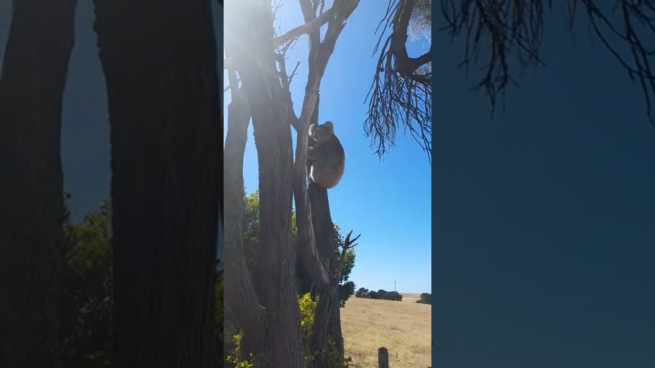Koala in the back yard