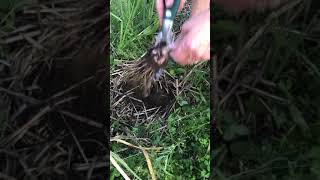 How to Harvest Hard and Soft Neck Garlic screenshot 5