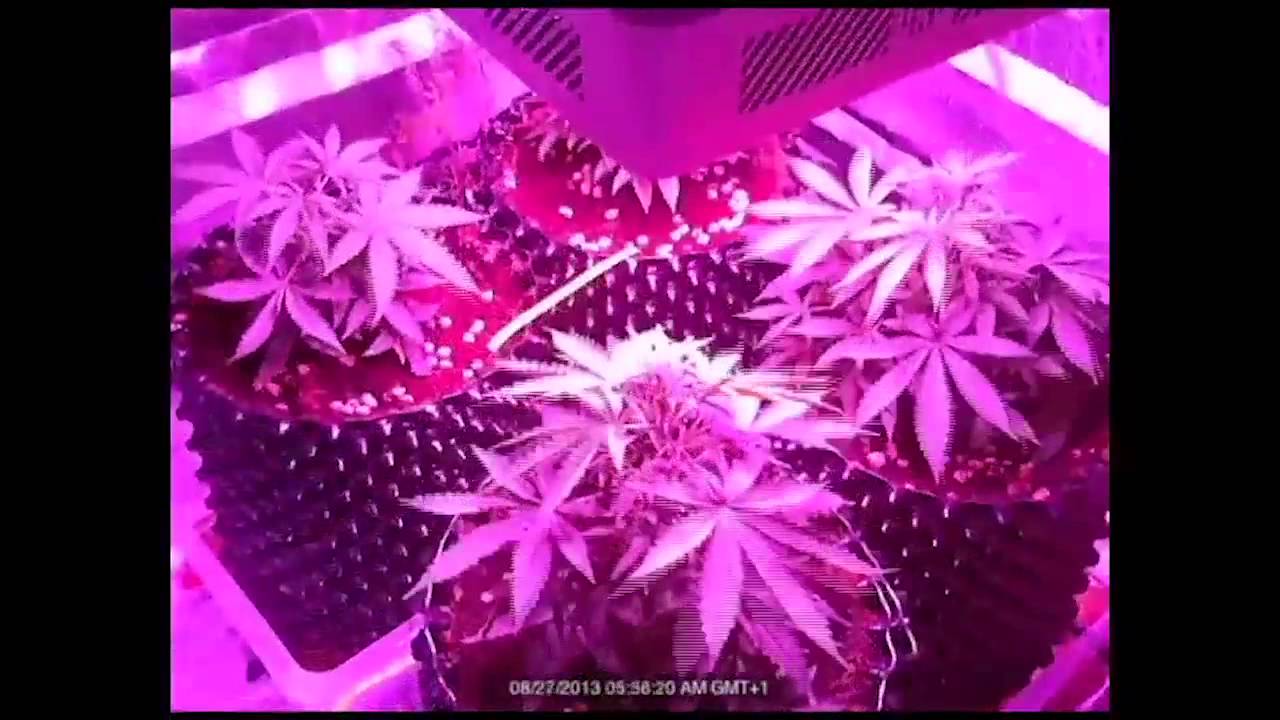 HGL Sol9 LED & DP Auto White Widow & Think Different TIMELAPSE - The Movie
