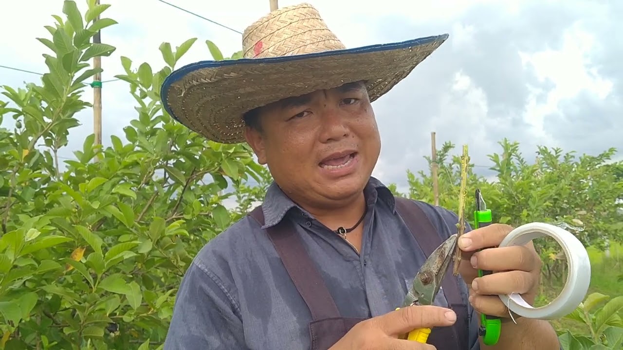 เทคนิค การเสียบยอดฝรั่งกิมจูให้เป็นหงษ์เป่าสือด้วยวิธีการง่ายๆๆๆมาชมกันเลย