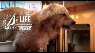 Sailing The Dream | #020 | It's a dog's Life S'Espalmador Formentera