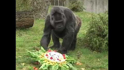 Fatou, the oldest gorilla in the world celebrates its 61st birthday! 🎂