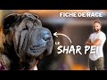 Le shar pei  race de chien