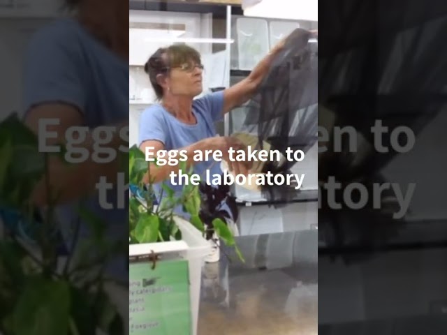 Australian butterfly park: laboratory #shorts