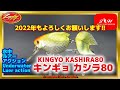 【水中動画】【KINGYO KASHIRA80】おめでたい魚→金魚！新年あけましておめでとうございます！！　ラッキークラフト　キンギョ　カシラ80　きんぎょ　かしら