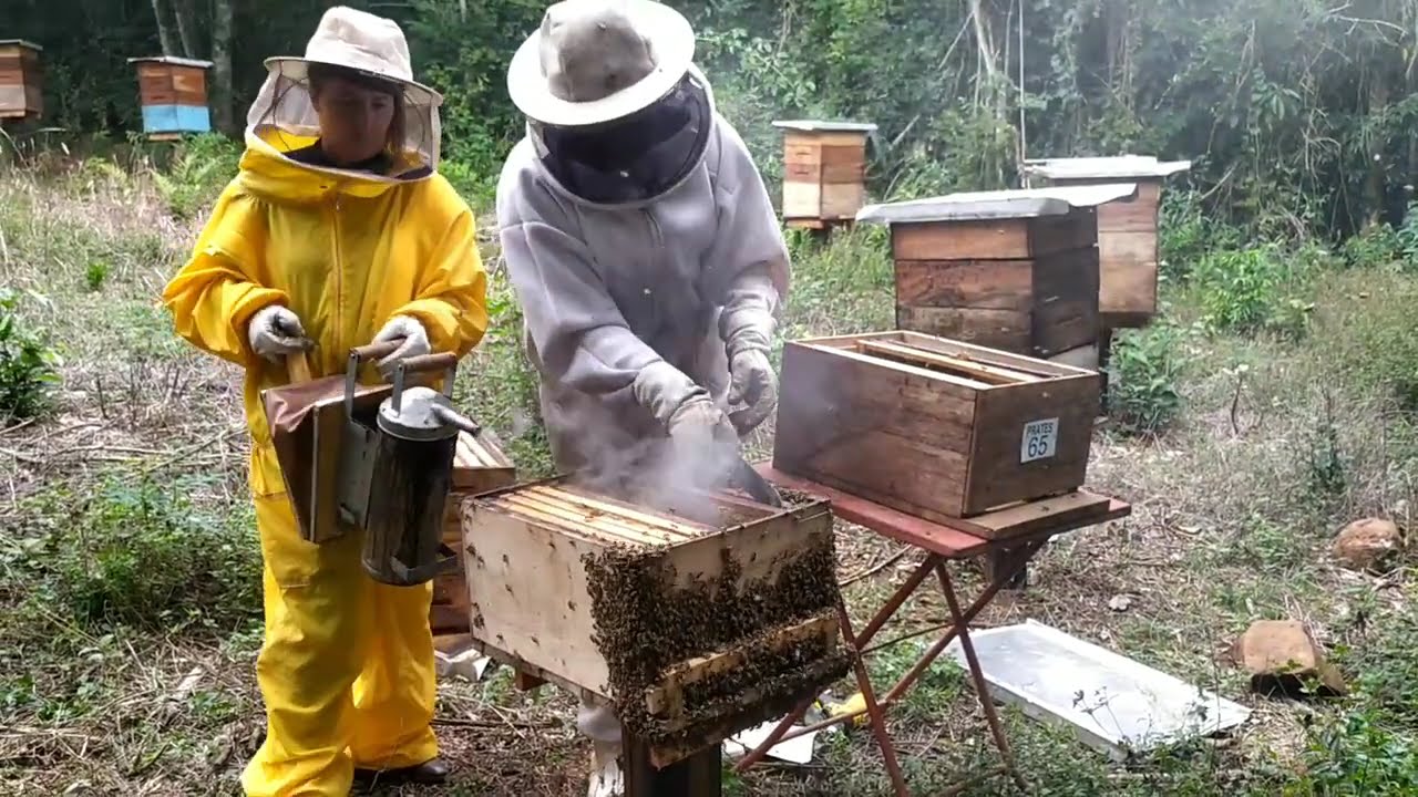 Método de recuo, para achar a rainha, da abelha apis africanizada, dentro da caixa.