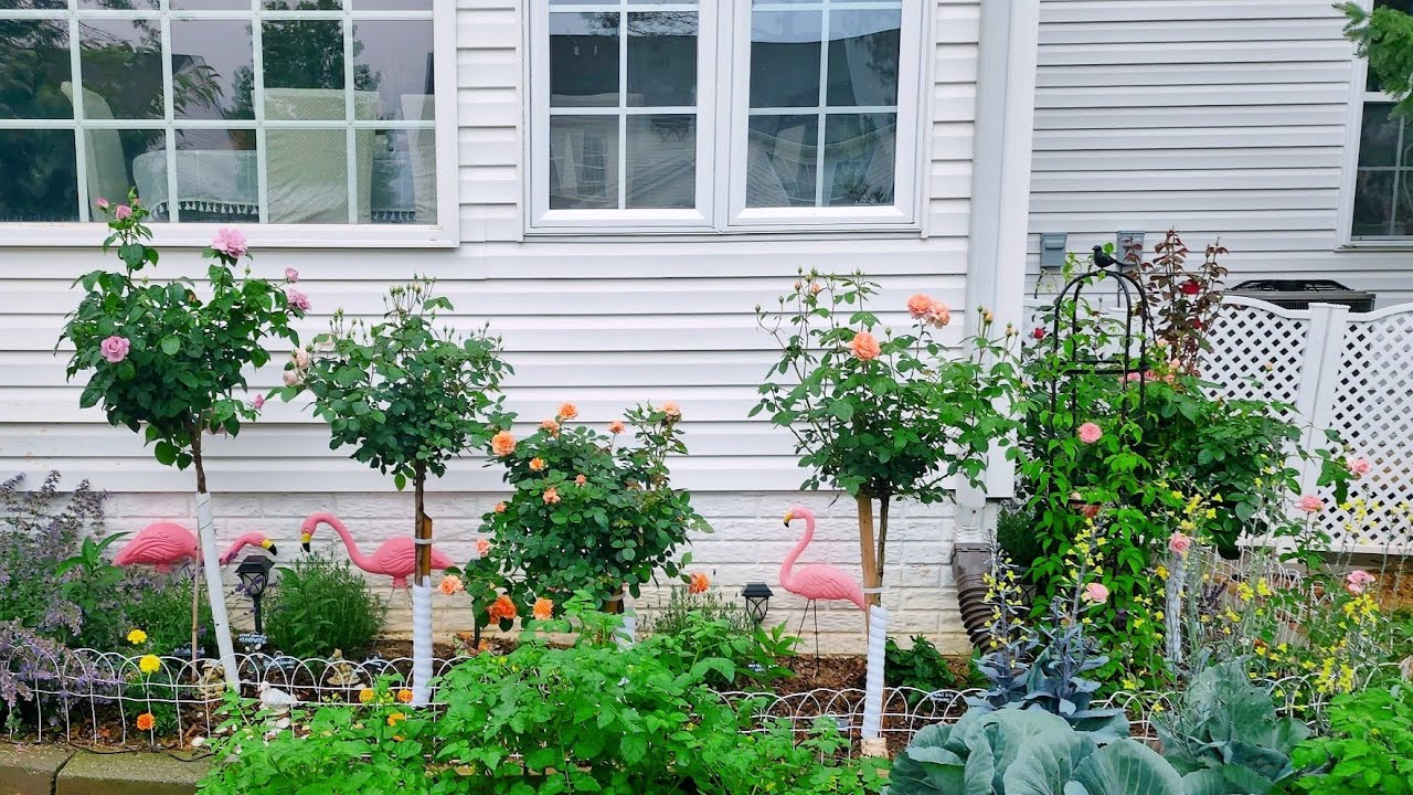 新手从零开始造园//大卫奥斯汀树月棒棒糖月季更新6.6David Austin Tree rose garden tour update