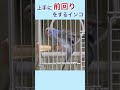 幼鳥期アポロ、上手に前回りします #セキセイインコ #shorts #birds