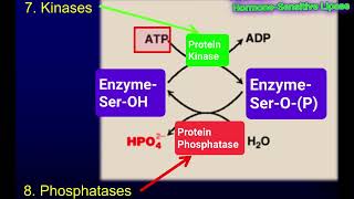 Covalent Modification II: Regulation of Enzymes by Phosphorylation @Metabolism Made Easy