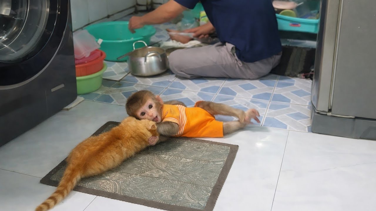 Ого! Малыш обезьянки Кубин и котёнок устраивают дикий хаос рядом с папой!