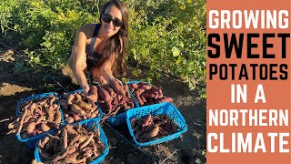 Can Sweet Potatoes Be Grown In Montana? Northern Climate Growing