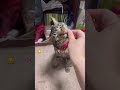 猫でもお座りできるの!?言葉をちゃんと聞いててえらい!【猫のちゅうたの妹分のおてんちゃん】#cat #猫 #保護猫 #shorts