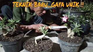 CARA MEMBUAT TANAMAN BONSAI BUNGA KAMBOJA JEPANG !!