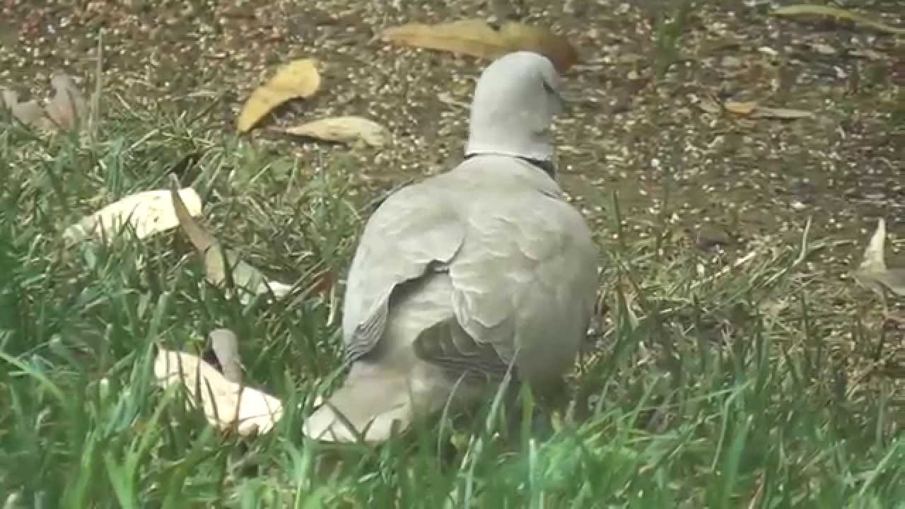 eurasian collared doves california YouTube