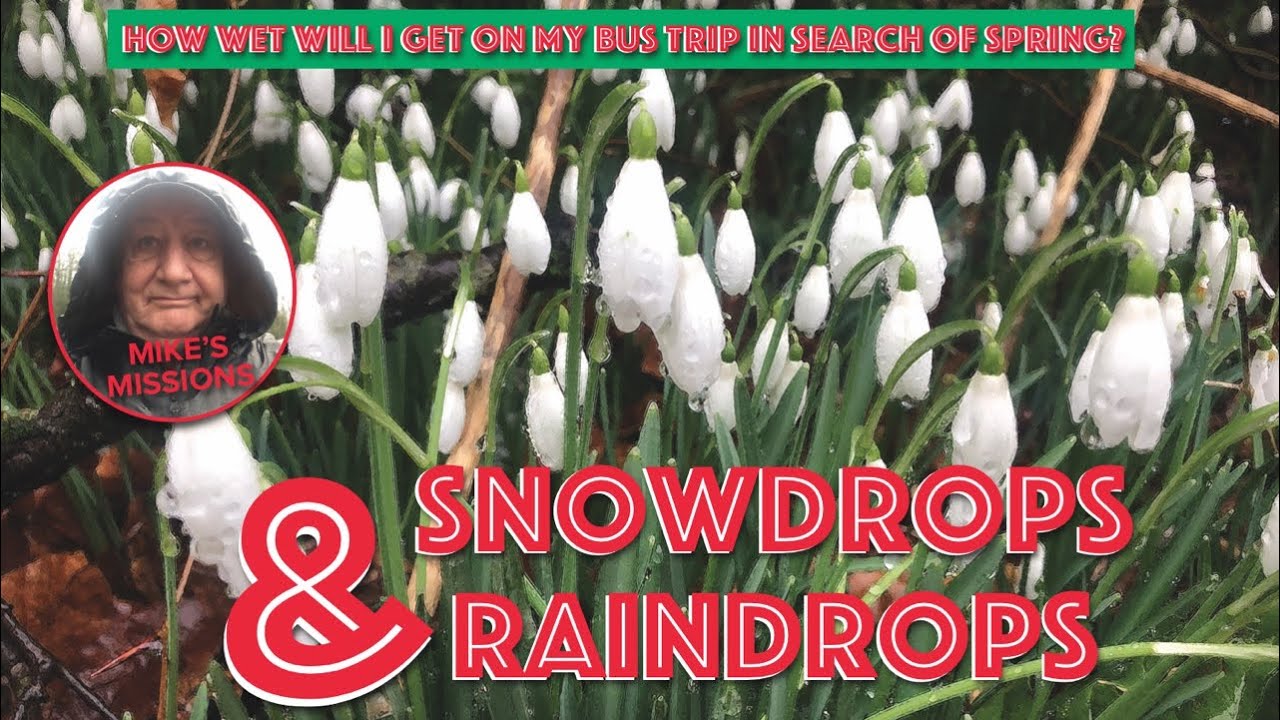 Join me at the famous Hopton Hall Snowdrop Walk - 2026