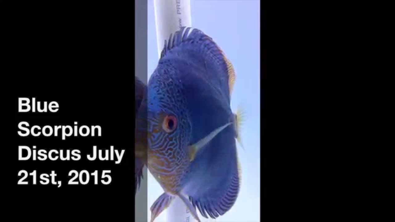 Blue Scorpion Discus