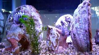 Cichlazoma Nigrofasciatum Fry Ii