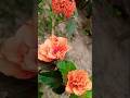 জবা ফুলের কালেকশন #flowers #youtubeshorts #foryou #shortvideo