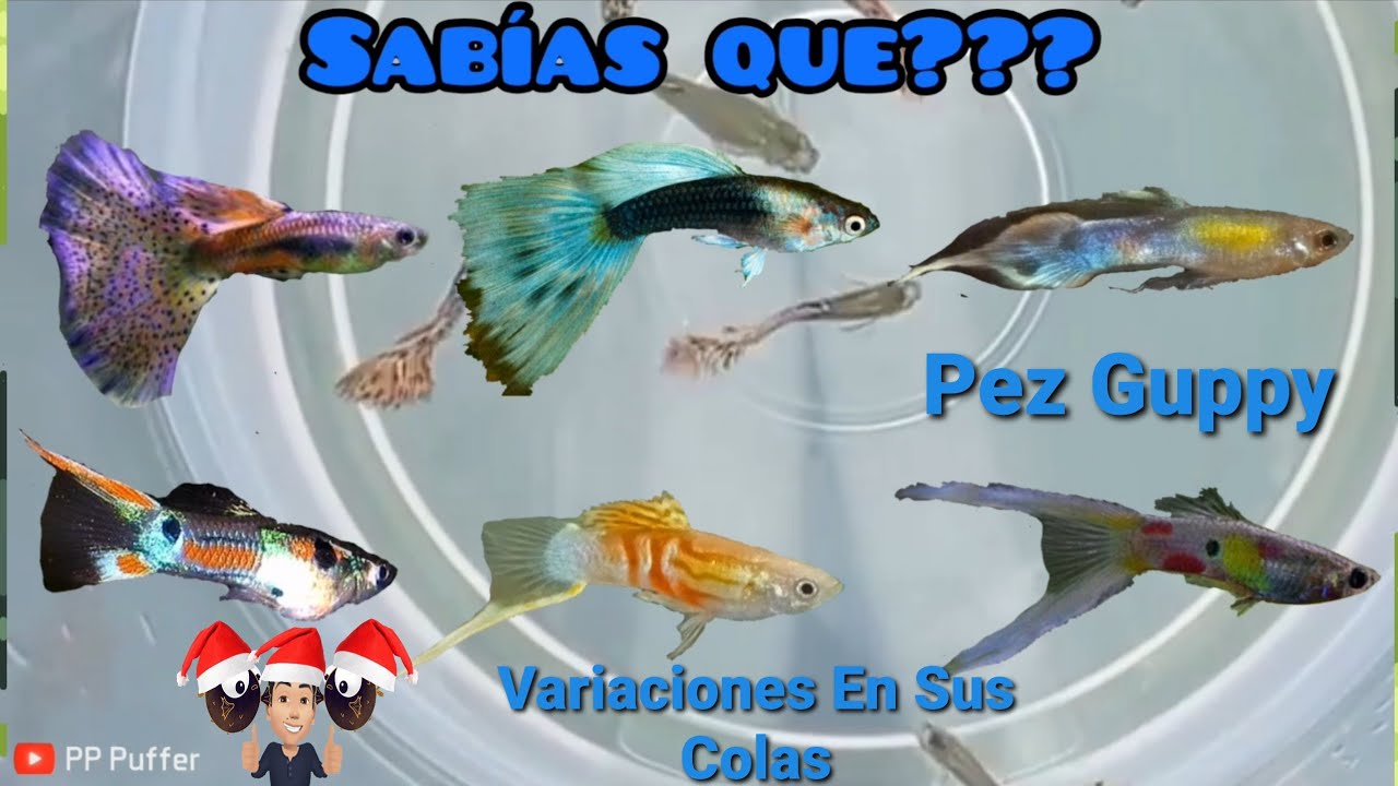 Guppys, Datos Curiosos Y Variedades En Sus Colas