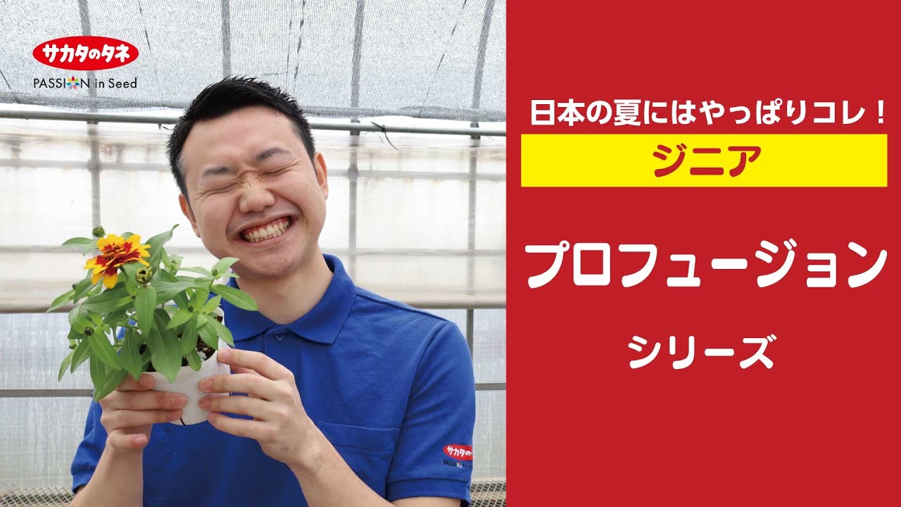 Zinnia] For Japanese summers, the 
