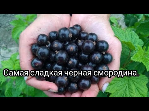 Самая сладкая черная смородина. Лучшие сорта. - YouTube
