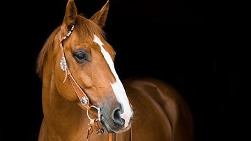 Painting a Horse using Procreate and the Apple Pencil!