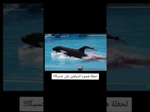 لحظه هجوم الدولفين علي جيسيكا