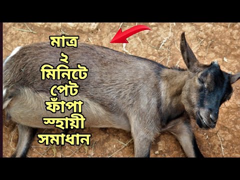 ভিডিও: ইওনিয়াম: প্রজনন এবং যথাযথ যত্ন