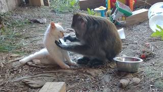 Rescued Monkey Grooms His Rescued Kitty