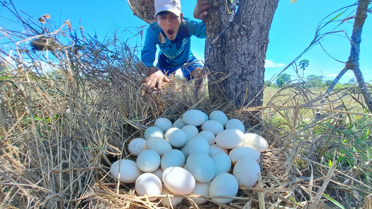 OMG unique fishing! Pick as many eggs as you can under the tree at the best hand-picked fields