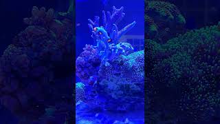 Tangerine Albino Wyoming White Clownfish