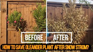 How to save Oleander plants post winter storm