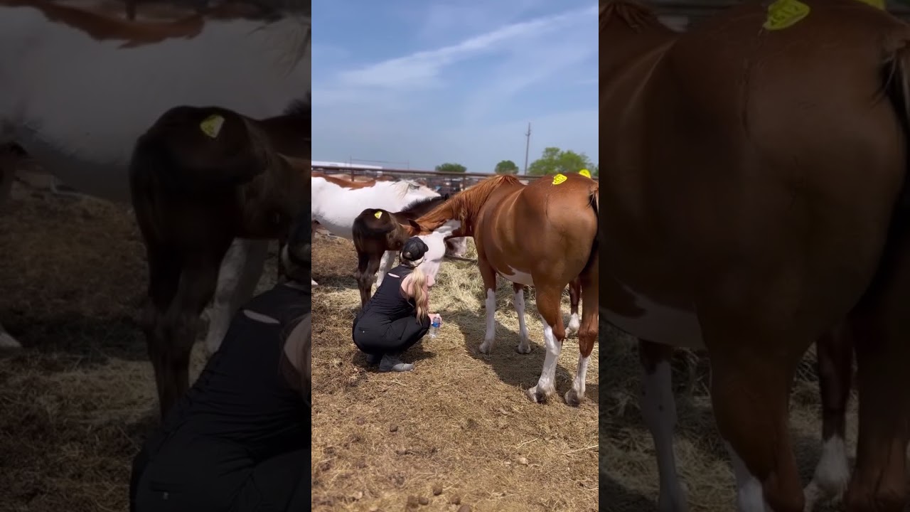 Let’s make some brighter days for these animals 💛 