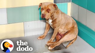 Scared Shelter Pittie Kept Wagging Her Tail The Dodo