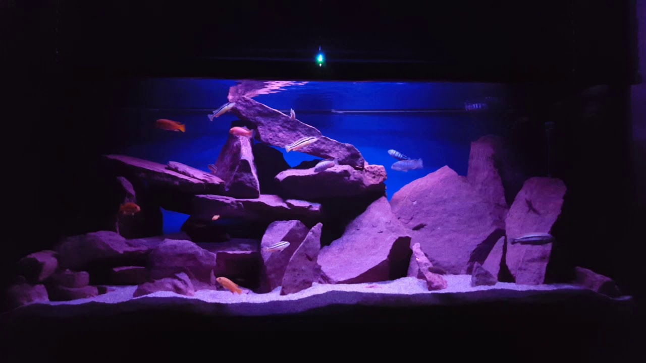 540 l Malawi Mbuna Aquarium Tank Teil II