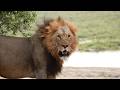 Series 5: EP16: Nice Kitty, Not a Cow - Bwabwata National Park