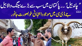 Beautiful Animals for Qurbani | 1st Time in Pakistan | Karachi JDC | SAMAA TV