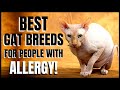 Best Cat Breeds for Allergy Sufferers の動画、YouTube動画。