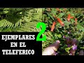 Cuidados y Cultivo de Cupheas y helechos en el Teleférico - mi diario de jardin