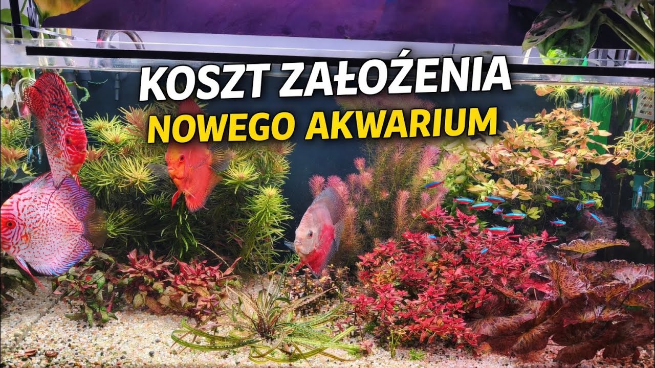 Ile kosztuje nowe akwarium......