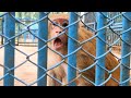 Angry rhesus monkey screaming sound