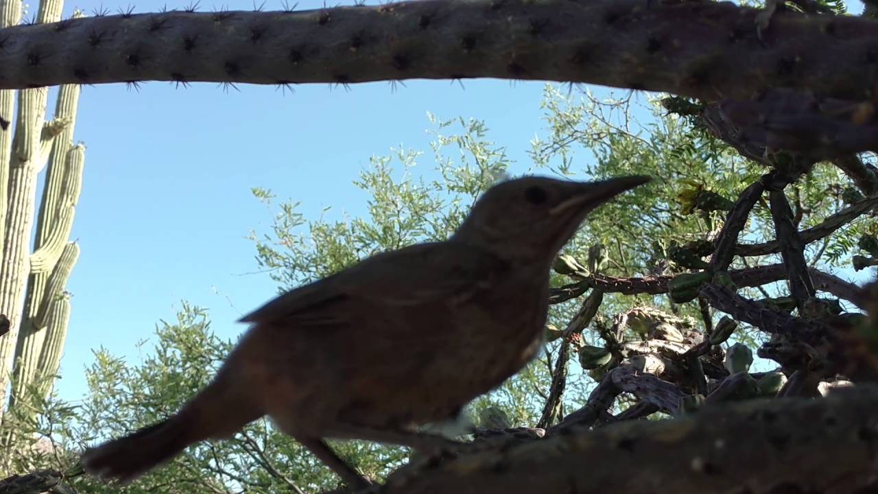 Baby Curve-billed thrashers - YouTube