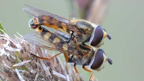 A mating pair of Migrant Hoverflies (Eupeodes corollae) - UK
