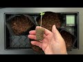 How and When to Transplanting Cannabis Seedlings
