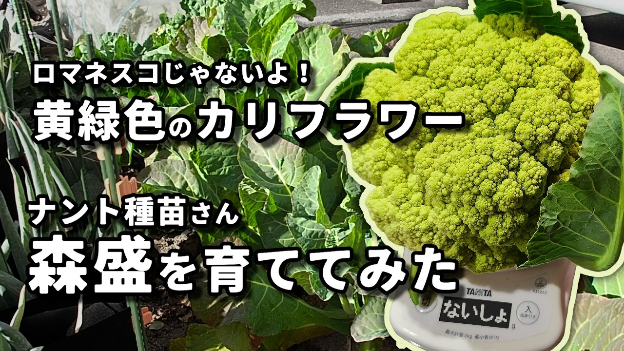 Cauliflower] Growing and Tasting Vibrant Yellow-Green 
