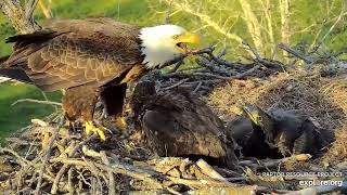 Decorah Eagles - North Nest 06.05.2024