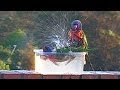 Bully Lorikeets Take A Bath