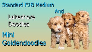 Standard F1B and Mini Goldendoodles
