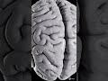 The 20-Watt SUPERCOMPUTER In Your Head! 🧠